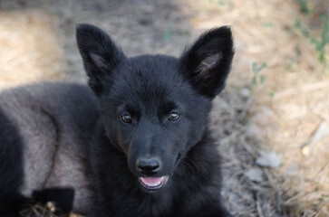 Cute black mix breed puppy in grass. Outbred dog in summer forest