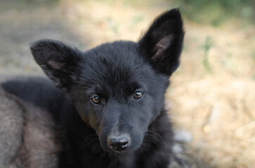 Naklejka premium Cute black mix breed puppy in grass. Outbred dog in summer forest