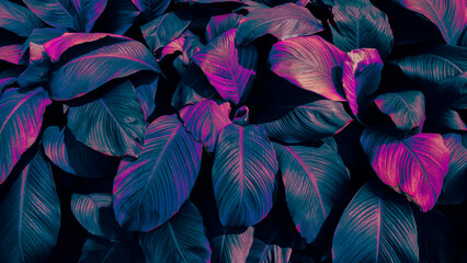 Obraz na płótnie Canvas tropical leaf background, blue pink toned.