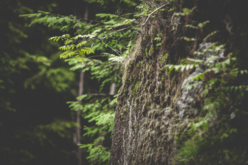 Moss on the rock close up