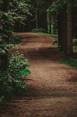 path in the woods