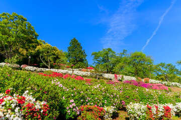 Plakat うららかな春の季節　ツツジ花風景　(日輪寺つつじ公園) Bright spring season azalea flower scenery (Nichirinji Tsutsuji Park) 日輪寺は、赤穂浪士の遺髪塔があることで有名なお寺です。 芭蕉の碑や肥後三大銘鐘のひとつに数えられる楼門の鐘も見られます。 日本(春)2022年撮影 in 2022, Japan 九州・熊本県山鹿市
