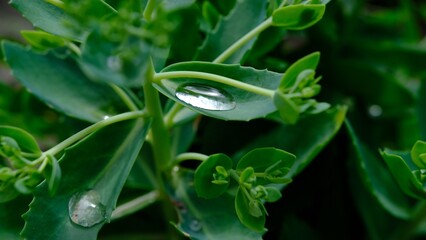 Grean Leaf Close up with water drop