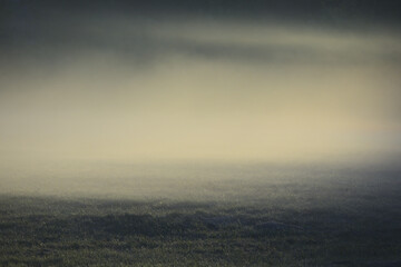 Łąka we mgle - obrazy, fototapety, plakaty