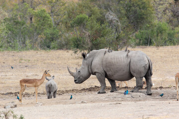 Fototapeta premium White Rhino and calf at the waterhole, Kruger National Park, South Africa