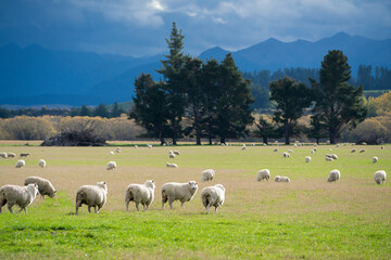Obraz premium A group of sheeps standing in a field, eating grass in a farm in New Zealand