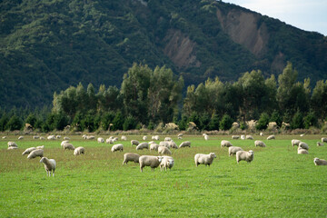 Fototapeta na wymiar A group of sheeps standing in a field, eating grass in a farm in New Zealand