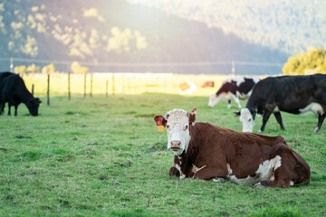 Cows in a green grassy field on the farm, New Zealand