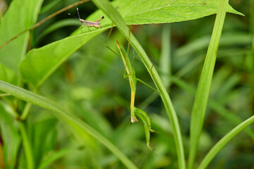 grasshopper and praying mantis on green leaves