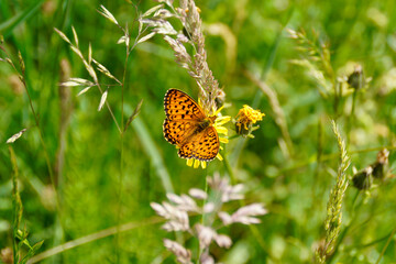 Orange butterfly with black spots called 	silver-washed fritillary butterfly on the green alpine...
