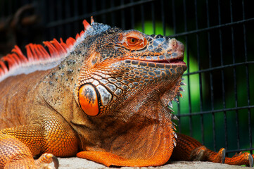 green iguana melaka malaysia