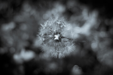 Dandelion seed pod on blurred background. Black and white concept photo