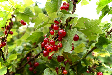 Ripe currant in the garden hanging from a green bush, ready for harvesting and eating