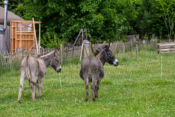 &acirc;ne anesse lait elevage animaux vert environnement