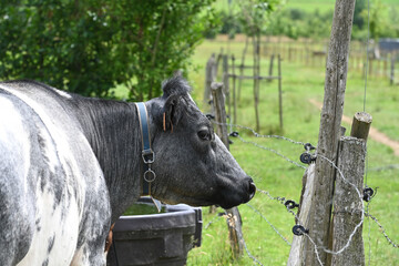 agriculture vache veau elevage lait viande Wallonie Ardenne Belgique environnement bio