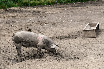 visite ferme fermier animaux plein air porc cochon secheresse Wallonie Belgique Ardenne