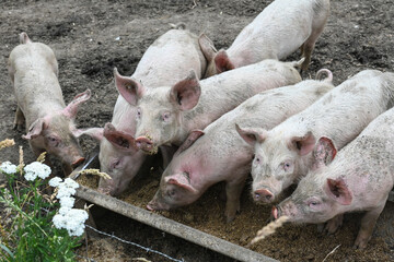 visite ferme fermier animaux plein air porc cochon secheresse Wallonie Belgique Ardenne