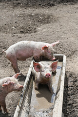 visite ferme fermier animaux plein air porc cochon secheresse Wallonie Belgique Ardenne