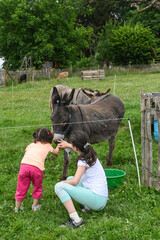 âne anesse enfant detente loisir ferme