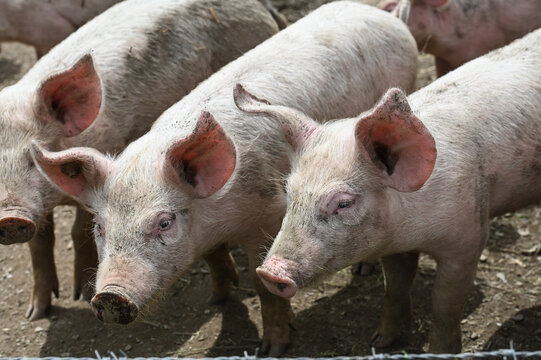 visite ferme fermier animaux plein air porc cochon secheresse Wallonie Belgique Ardenne