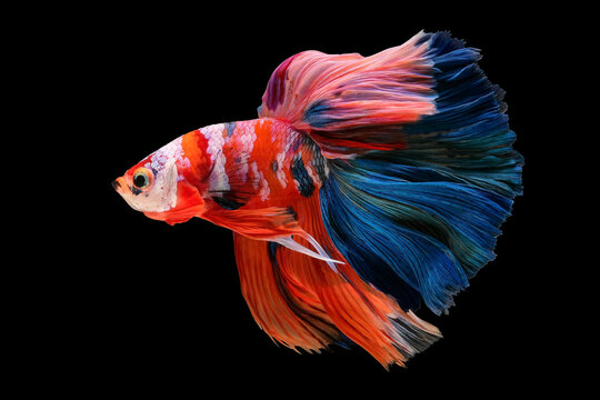Multi color betta fish, siamese fighting fish, betta fish are fighting, betta splendens fish isolated on black background.