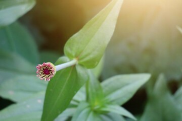 pink and yellow flower