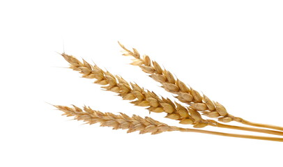 Ears of wheat golden isolated on white 