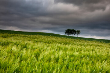 green wheat field and cloudy sky - 513324288