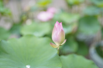 Fototapeta premium lotus