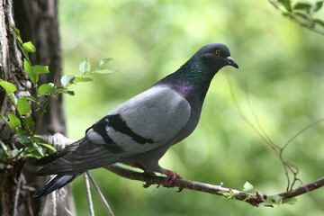 portrait of a indian pigeon sitting on tree branch in the park