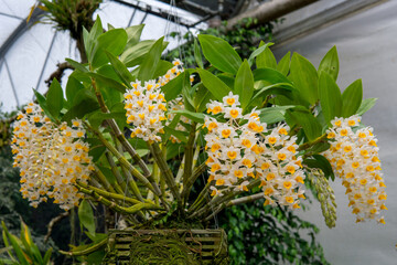 yellow dendrobium orchid with many blossoms - obrazy, fototapety, plakaty