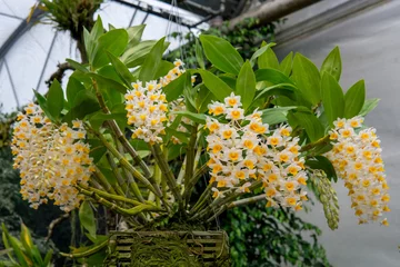 Fototapeten yellow dendrobium orchid with many blossoms © Sebastian