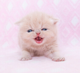 little persian baby cat kitten studio portrait on isolated background