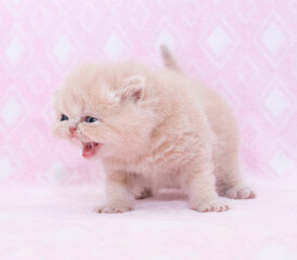 Fototapeta na wymiar little persian baby cat kitten studio portrait on isolated background