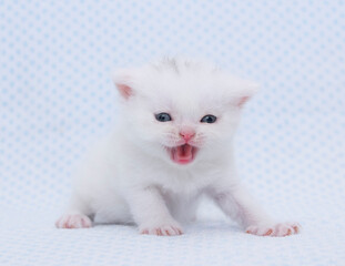 little persian baby cat kitten studio portrait on isolated background