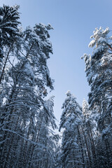 snow covered trees