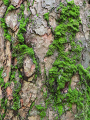 Pine tree close up texture reference material