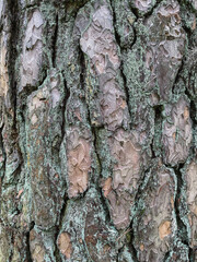 Pine tree close up texture reference material