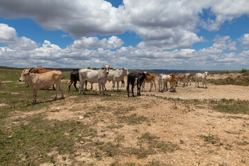 Naklejka na ściany i meble dairy cattle in Serra da Canastra in Minas Gerais