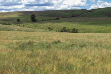 Vegetation and native landscapes in Serra da Canastra in Minas Gerais