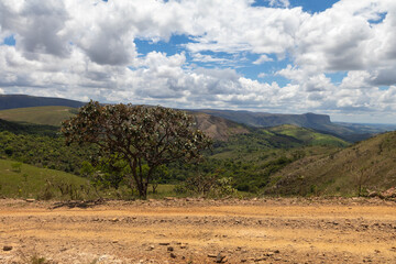 Fototapeta na wymiar Vegetation and native landscapes in Serra da Canastra in Minas Gerais