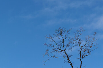 tree and sky