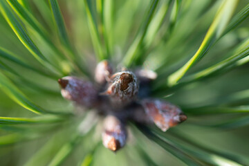 Close Up Of A Scotch Pine