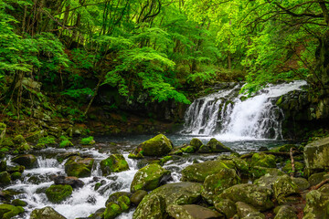 新緑の蓼科大滝
