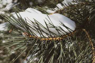 snow covered pine needles