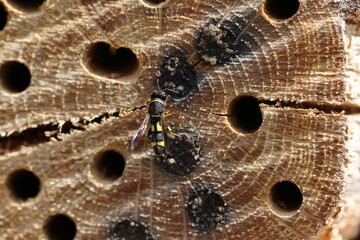 selten zu beobachtende Erzwespe - Leucospis dorsigera