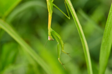 Close-up of praying mantis on green leaves
