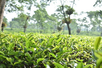 Fototapeta na wymiar Tea Plantation in Lawang - East Java