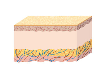 Anatomy of the structure of human skin. Scientific guide