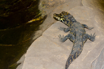 One year old African dwarf crocodile baby at a pool